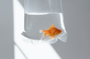 A bagged goldfish held up before a white walled background with shade/ a shadow hitting the wall to depict a Pisces fish as a prize