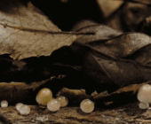 moving brown image of growing mushrooms under leaves timelapse to show the roots and growth found in the3rd house of astrology