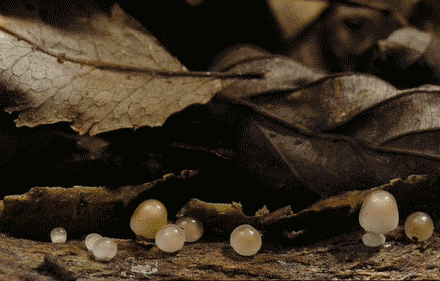 moving brown image of growing mushrooms under leaves timelapse to show the roots and growth found in the3rd house of astrology