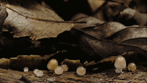 moving brown image of growing mushrooms under leaves timelapse to show the roots and growth found in the3rd house of astrology